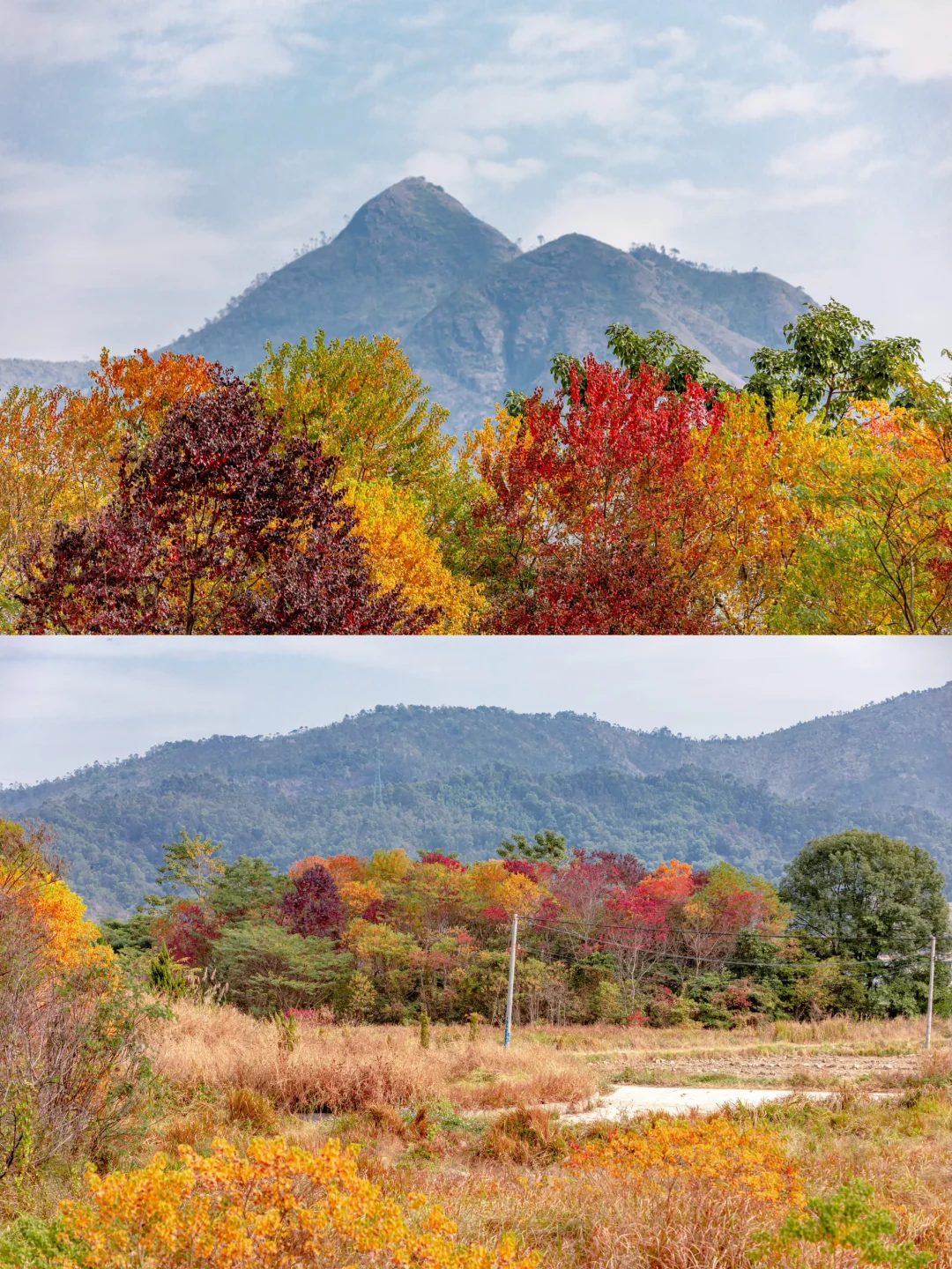橙黄橘绿时，潮汕农村像一幅油画！