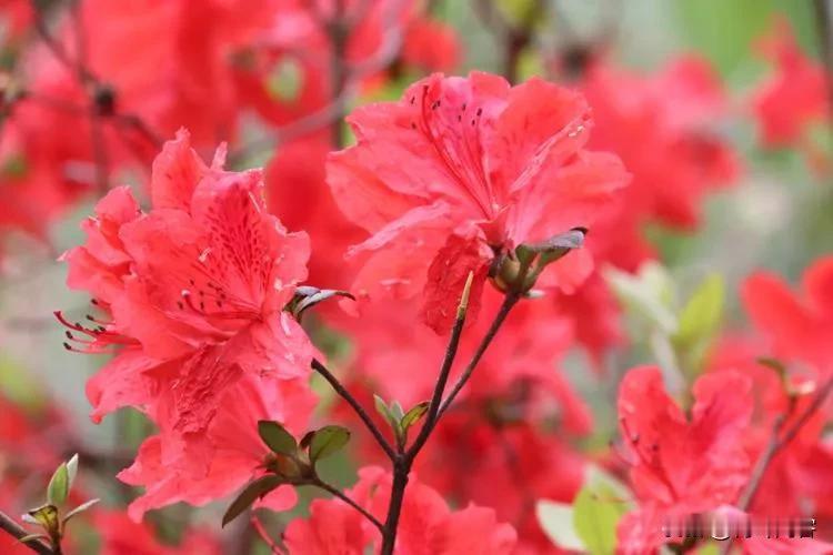 上联:落花轻舞随风去;
下联:黄叶漫飘追蝶来。