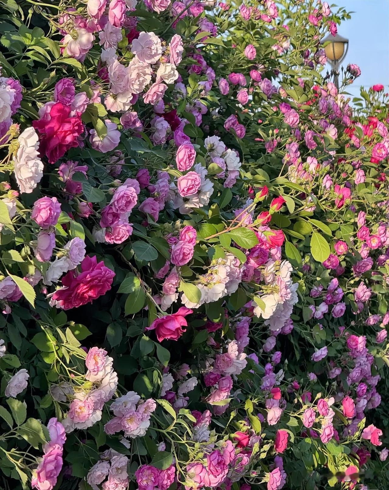 城市里的纳税之花已盛开！
可以出来欣赏了，要不白交了。
四月的风一吹，
春天就碎