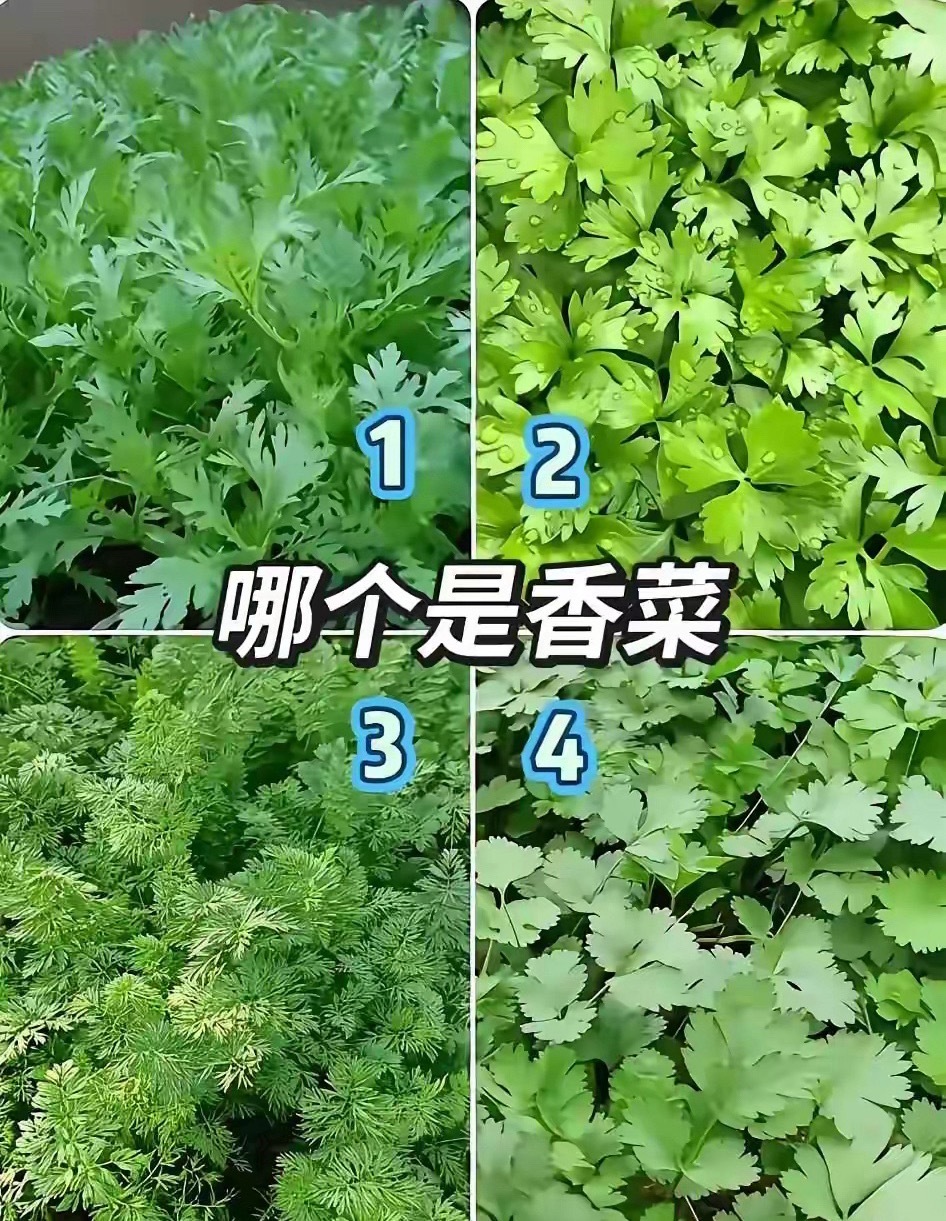 10个人9个认不出来？有人认识哪个是香菜吗？ 