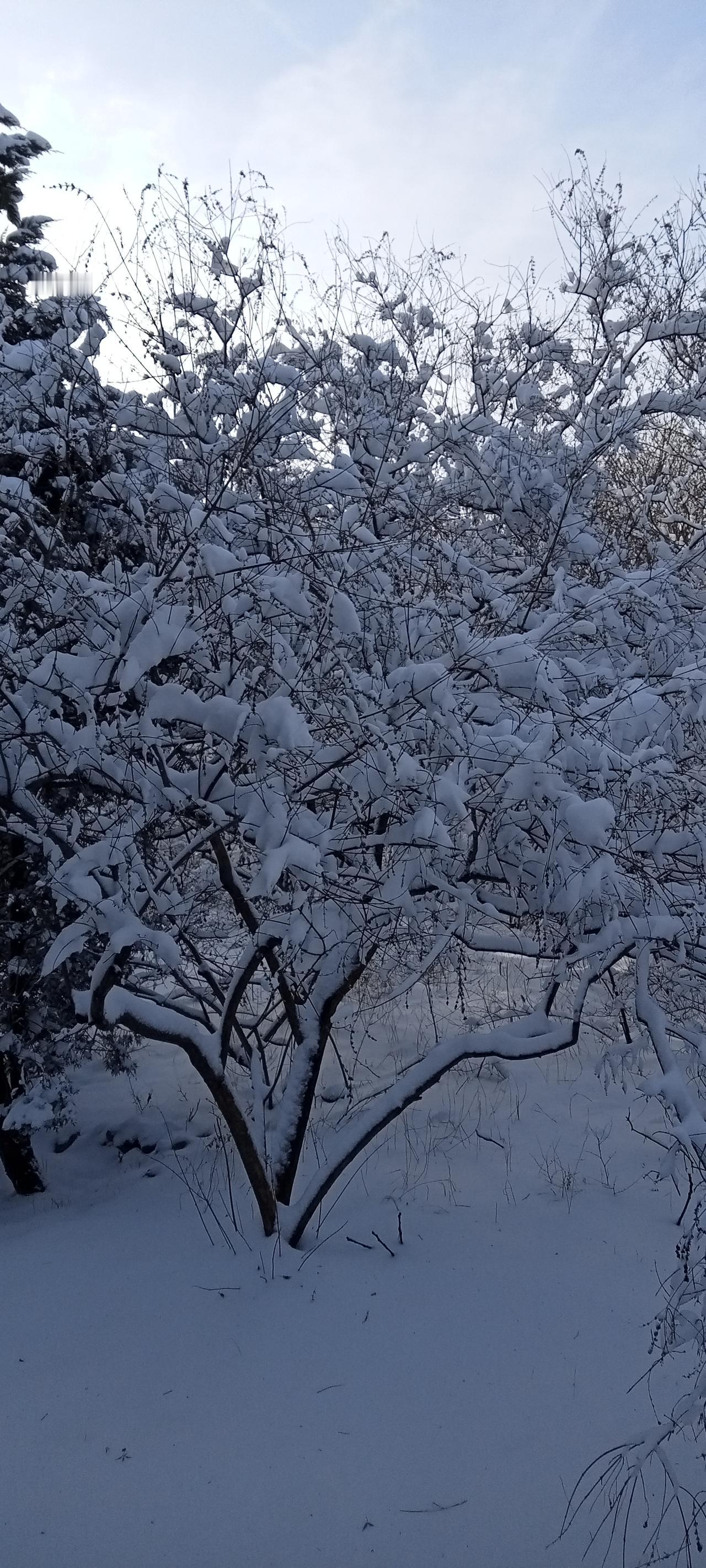 可以向你要张雪景照片吗