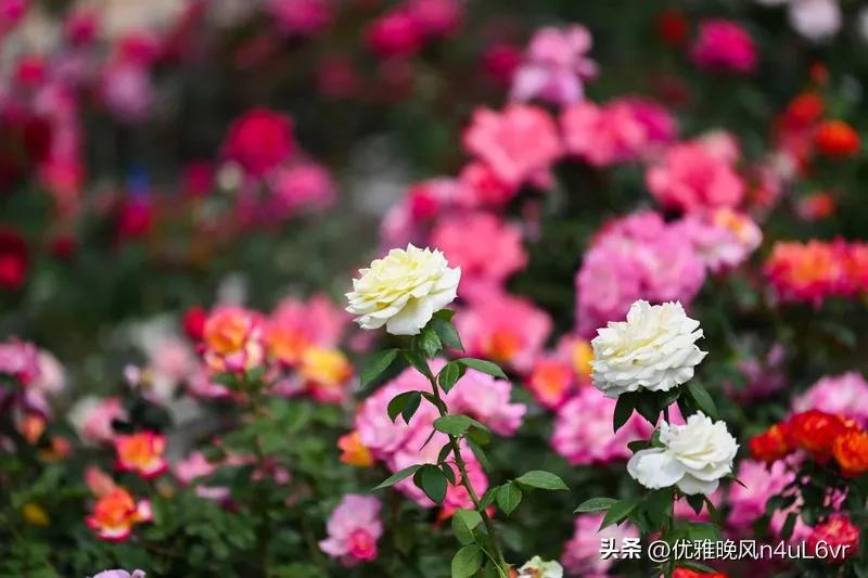 王爷爷退休后，每日都会在小区花园悉心侍弄花草。他种的月季、茉莉娇艳芬芳，花开时总