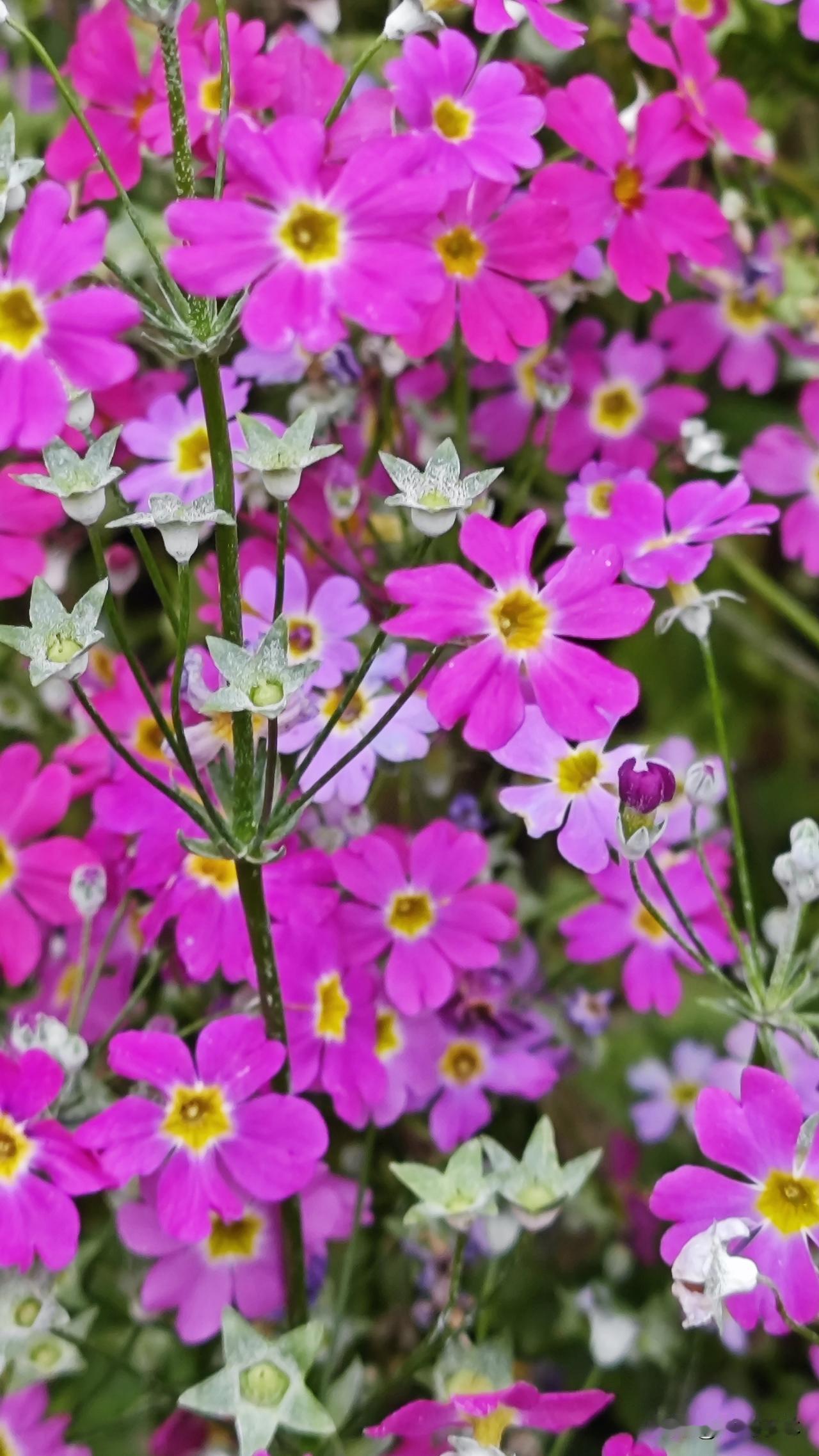 报春花，也叫樱草，为报春花科报春花属。是常见的早春观赏花卉。

一簇簇粉紫，
是