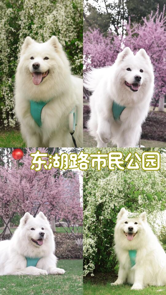 别再去茶博馆人挤人了！这里可以带狗赏花