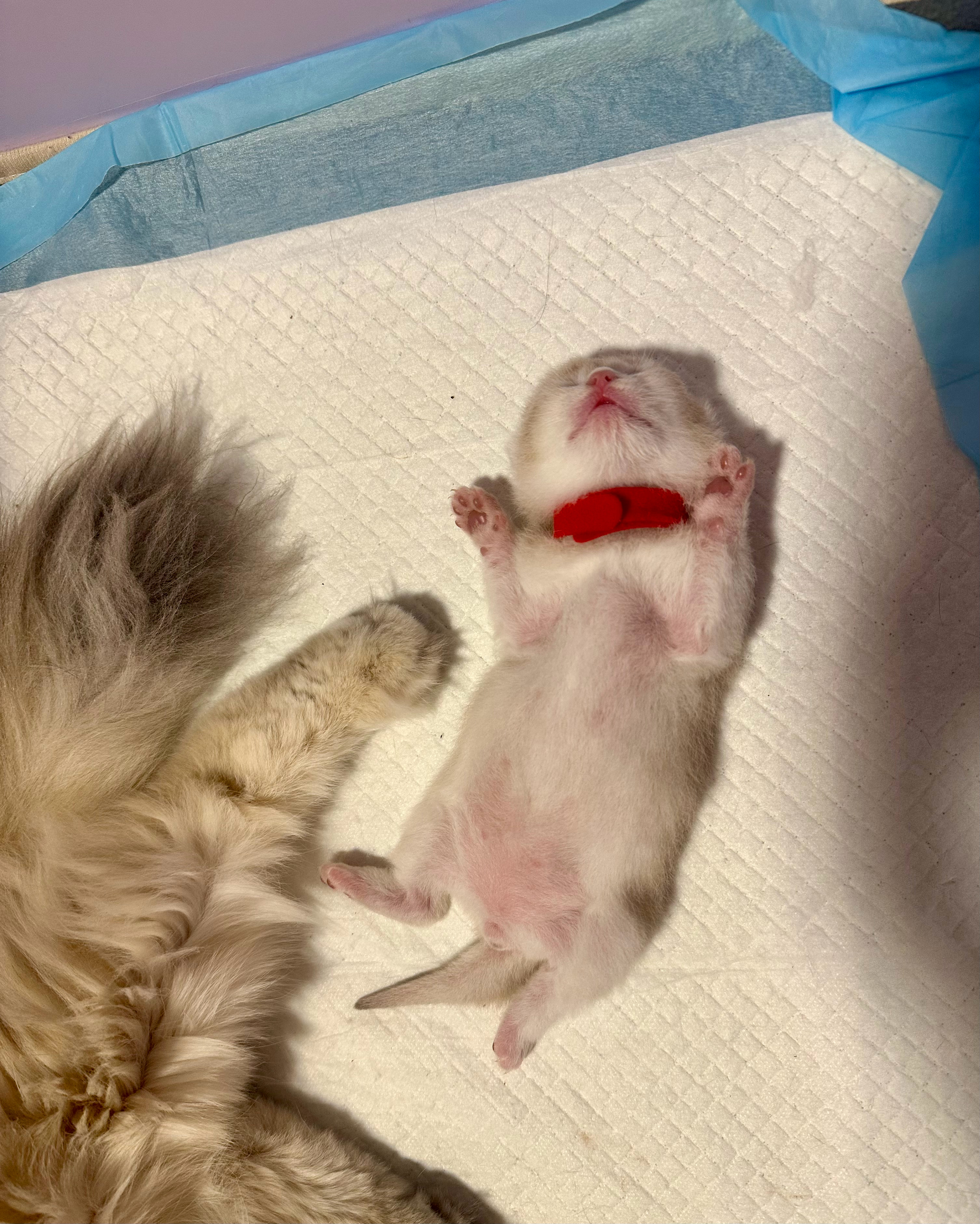 苹果实况你要毁了小猫猫：“我美吗”。从小就会摆造型