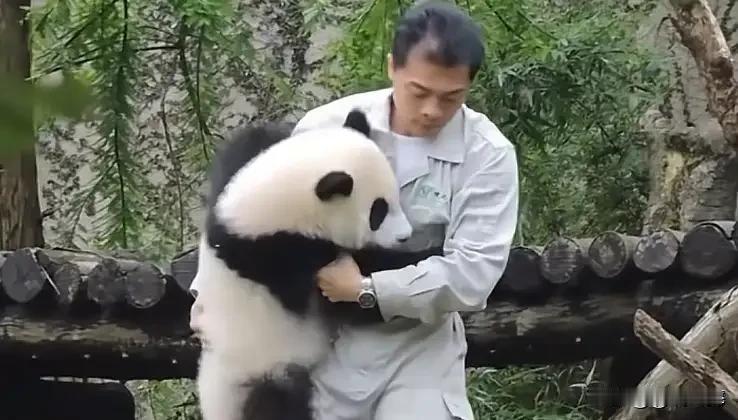 日本议员张口要台湾的熊猫，赖清德为了媚日，真敢送出去吗？
 
他之前为了讨好日本