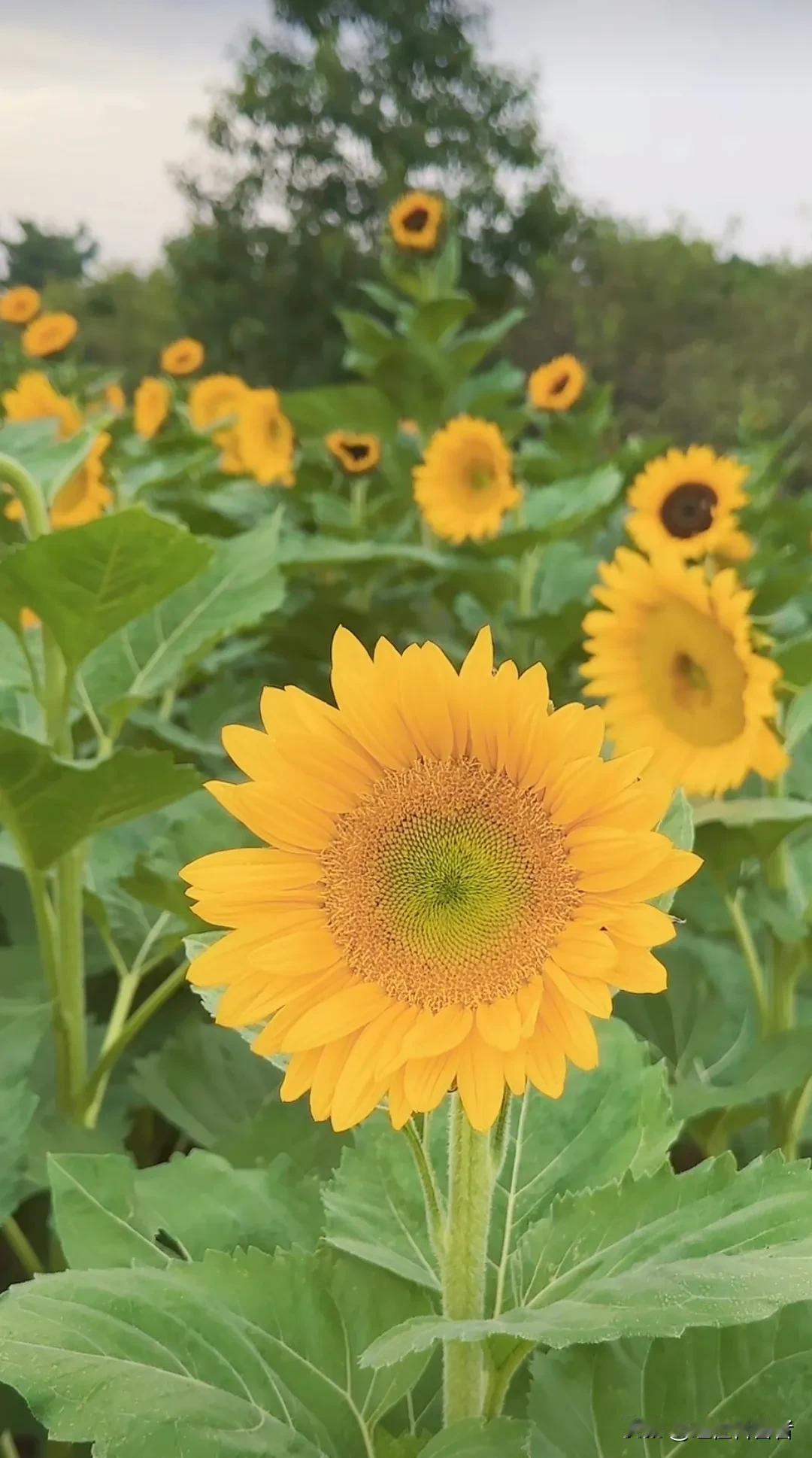 #上联：春赏百花齐放，求下联#
上联：春赏百花齐放，
下联:   笑看千面人性。