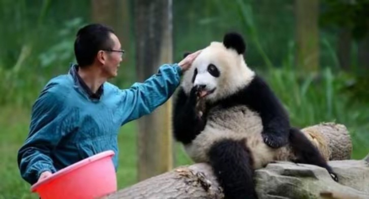 大熊猫为何会伤人 大熊猫通常被认为是温顺可爱的动物，但在某些特定情况下可能会伤人