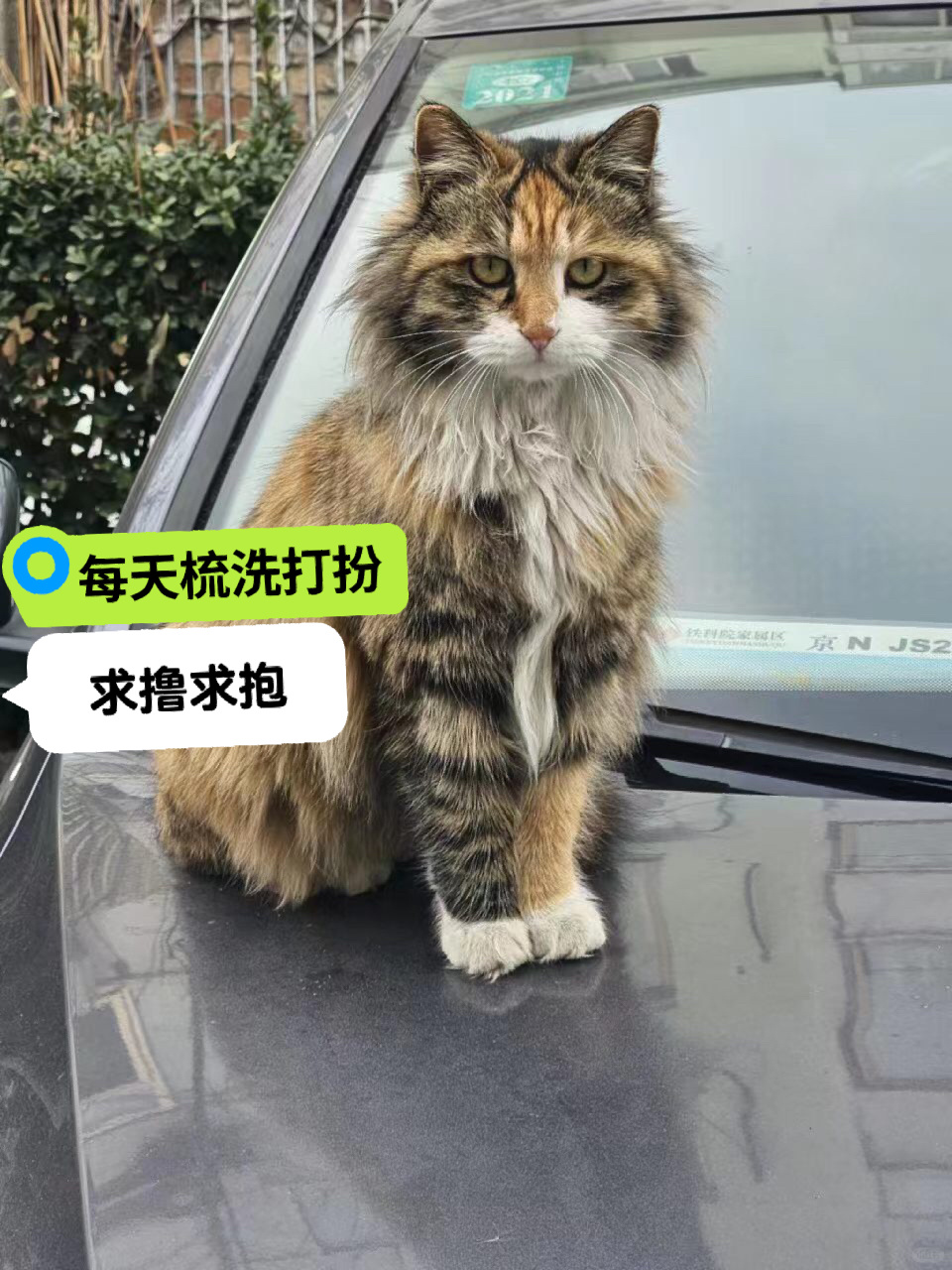 娇媚猫每天等被撸】我是一只乖乖的小猫咪，谁能带我回家呀？我每天就在这儿蹲着，等啊...