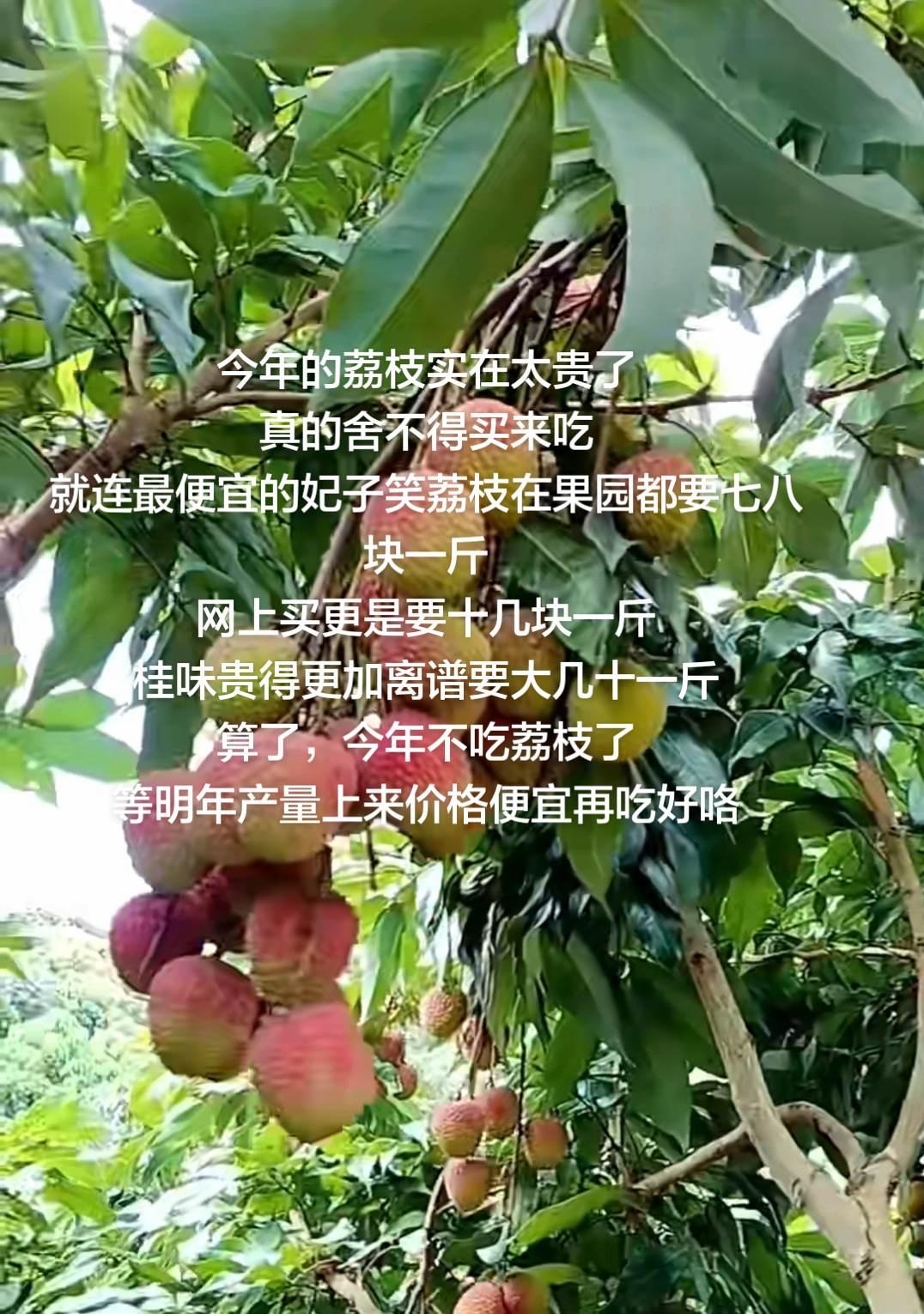 今年的荔枝实在太贵了
真的舍不得买来吃
就连最便宜的妃子笑荔枝在果园都要七八块一