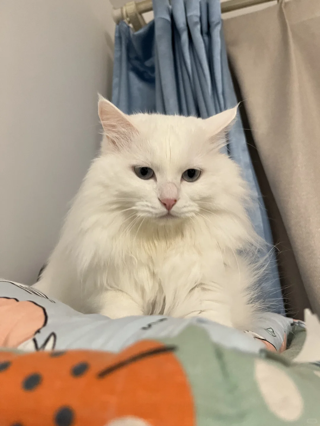 认真踩奶的小猫咪
