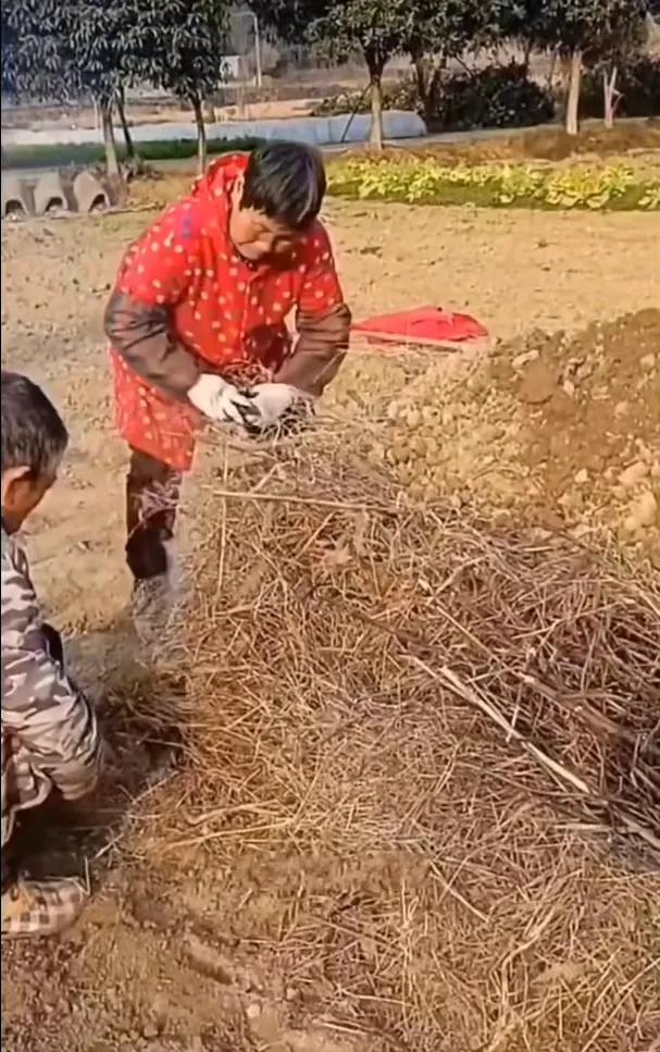 最传统、最有效的农家肥——土甲肥，它能增肥效、改良土壤，它还是无害杀虫剂。
它是