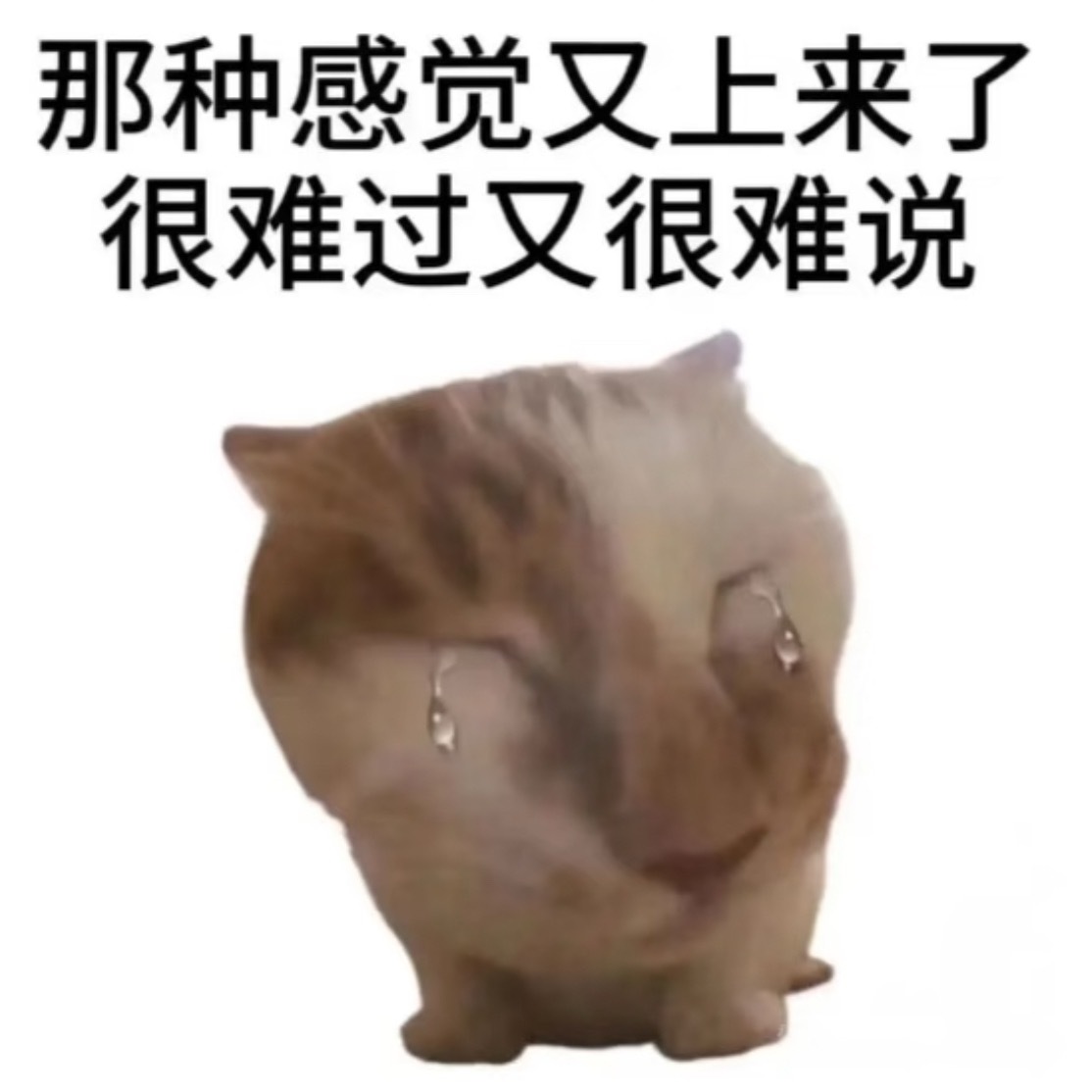 从小小的穿着不合身校服的小孩到现在在舞台上闪闪发光被更多人看到喜爱的偶像，出道以