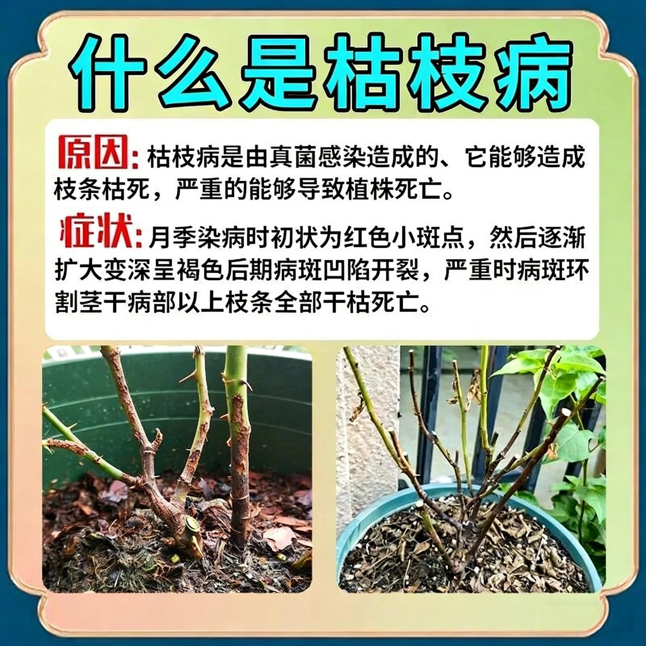 月季枯枝病？3步救回开满花养月季的姐妹谁没遇到过枯枝病啊！前几天还好好的枝条，突
