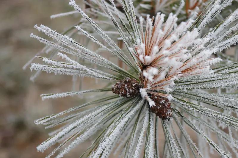 上联：苍松傲雪撑天地；
下联：红梅吐蕊报冬春。