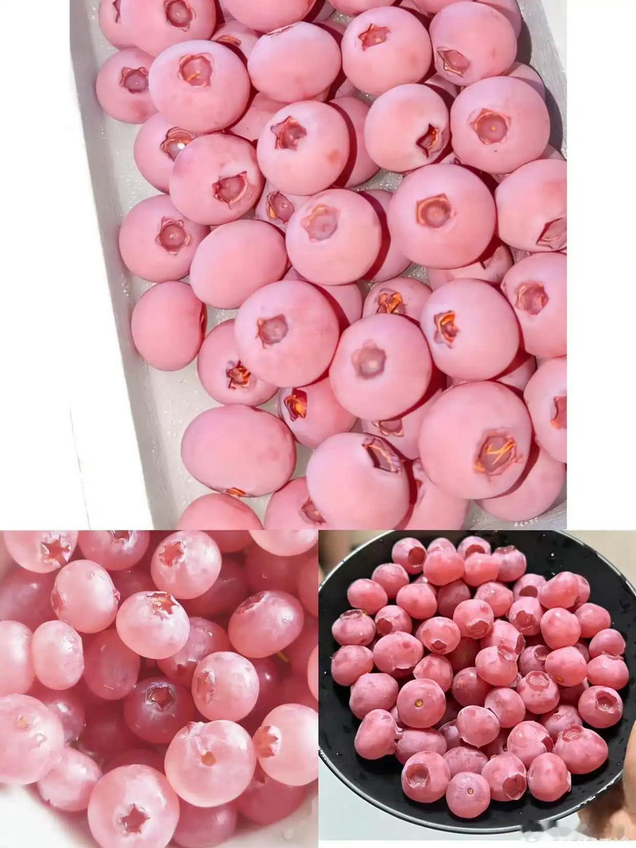 粉色蓝莓炒至400元一斤网红水果别盲目跟风，高价≠高营养，稀缺≠刚需，好看好吃就