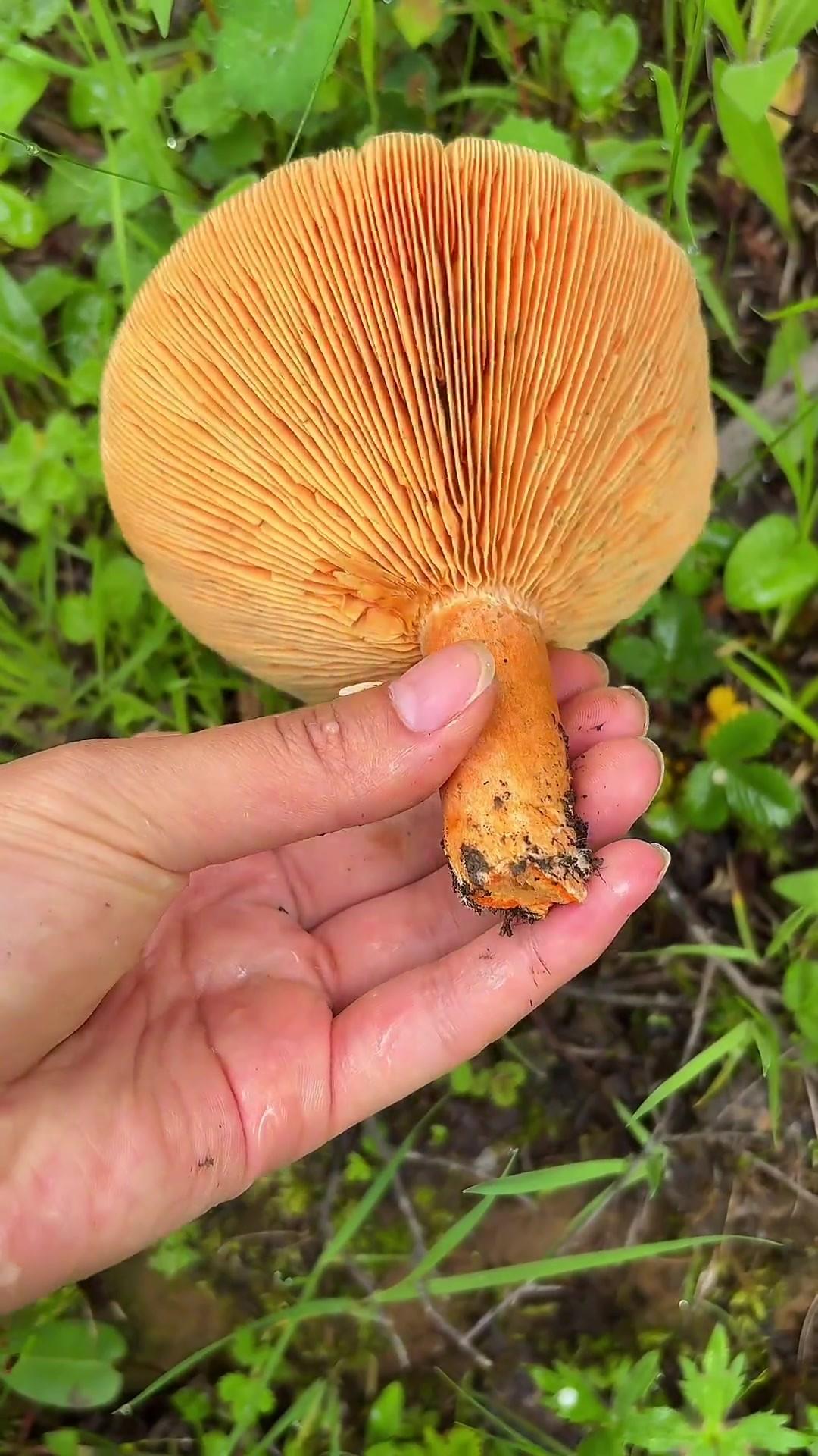 “本来是趁着好天气去采点蘑菇，没想到遇上这么个不要命的！”说起之前在草场采蘑菇的