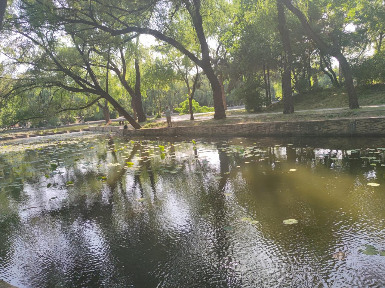 北陵公园沿湖景色
    沈阳北陵公园，规模宏伟，风光秀丽。沿湖一带，水清树绿，