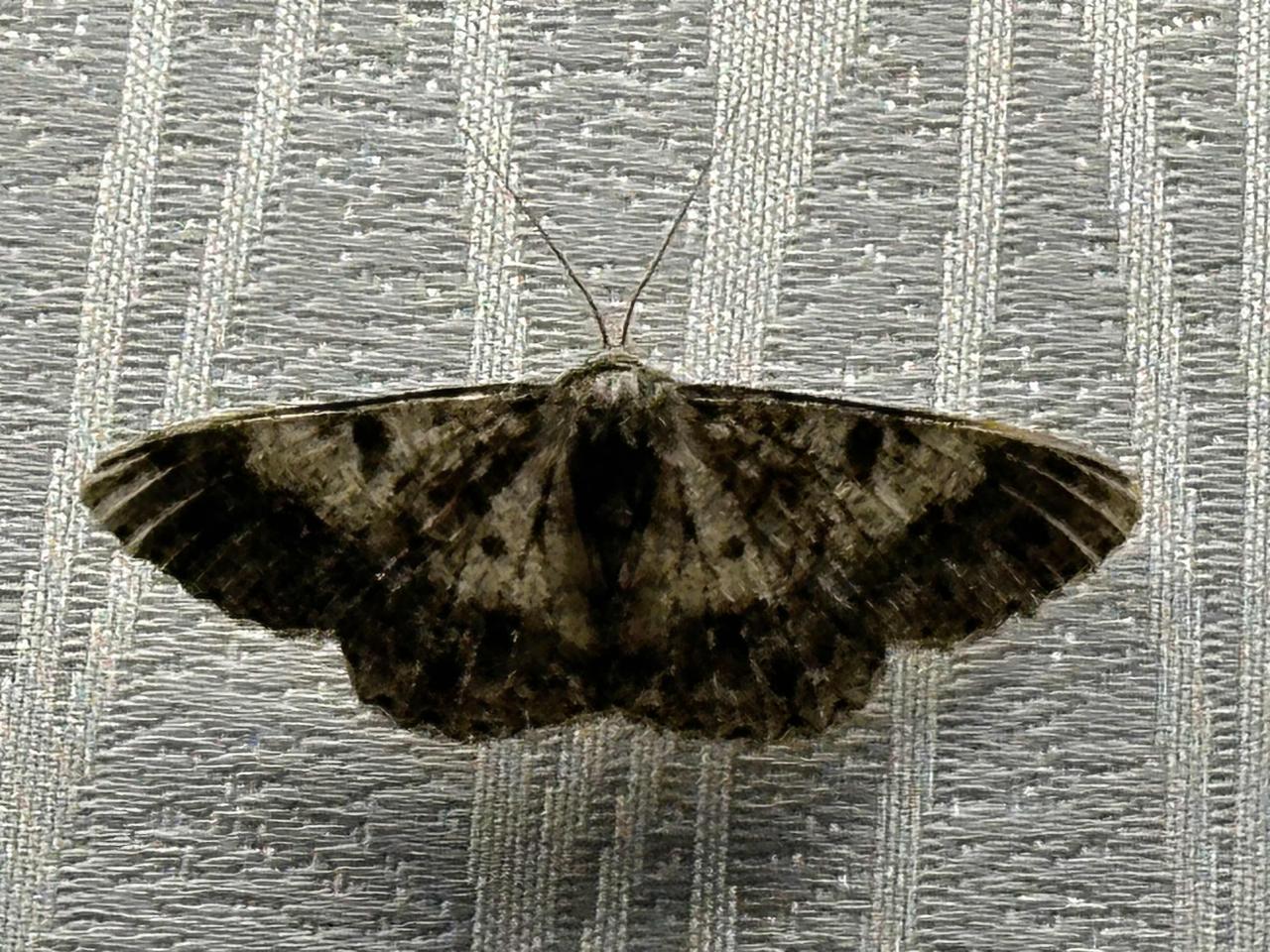 这几天家里来了一只飞蛾，
这是父亲走后飞来的第一只飞蛾，
在我老家认为人走后灵魂