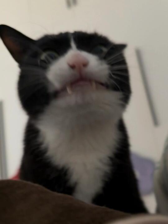 人 你再不起床猫就一口把你吃掉
