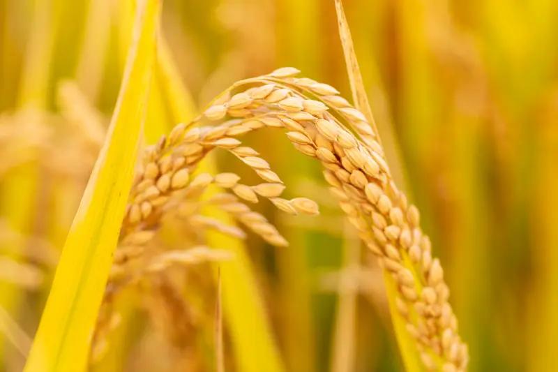 我对秋天简直爱到了骨子里！它宛如大自然派遣而来的神奇魔法师。
秋姑娘刚踏入田野，