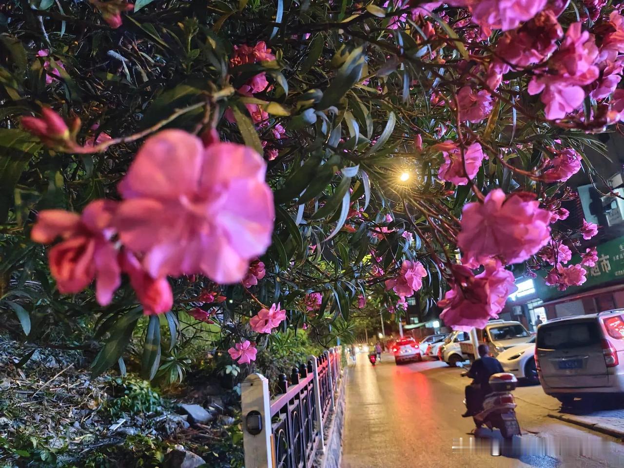 图说襄阳⑱Ⅱ夹竹桃花开

       昨晚经过星火路涵洞口，媳妇说夹竹桃花开啦