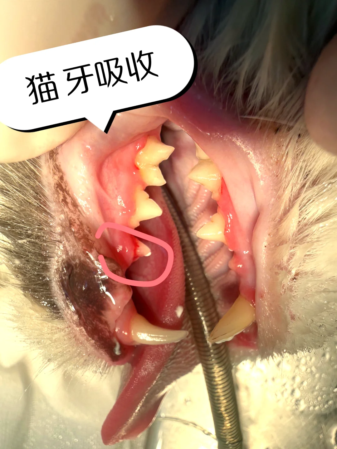 猫的牙吸收，拍片才知道猫的痛