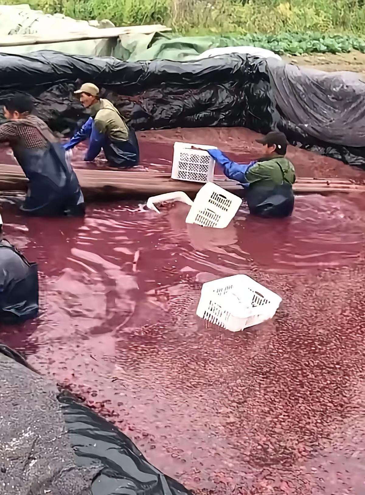 药水杨梅，这是哪个媒体记者曝光出来的？应该重奖。杨梅黑幕 泡药水水果