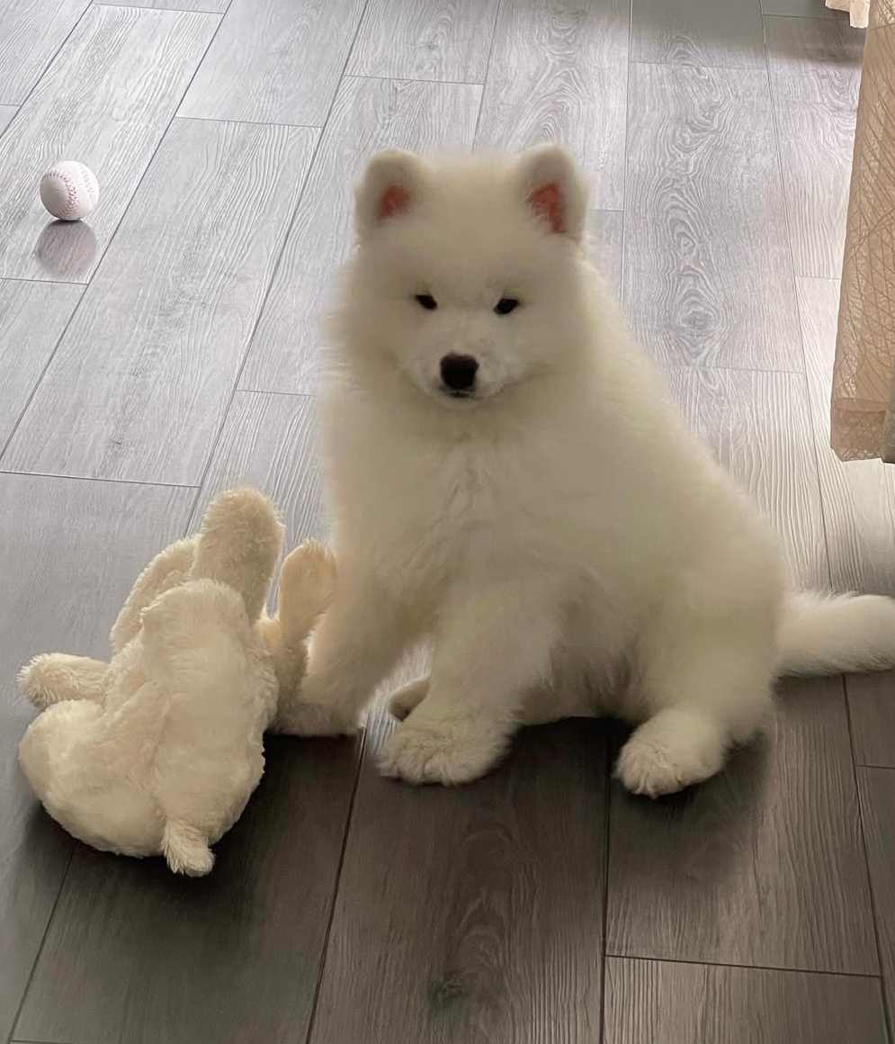 萨摩耶：呵，从她愣住看了我三秒我就知道了，又是一个被我迷倒的姨姨 