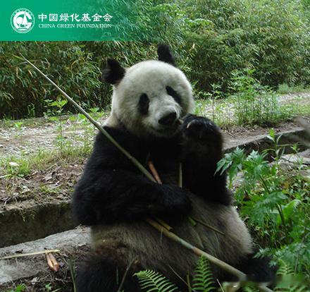 奇妙物种守护计划 你好呀，我是野生大熊猫，特别感谢你云守护了我！你知道吗，目前大