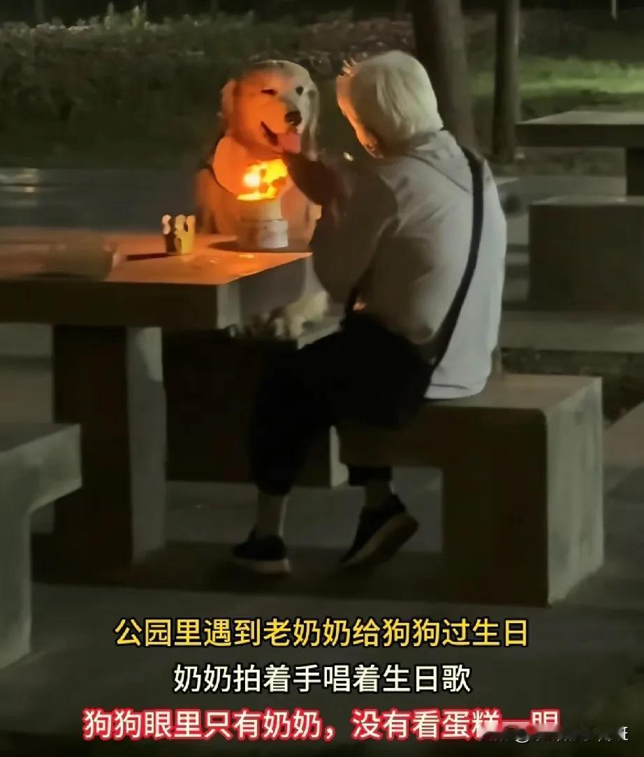 养狗的都知道，在你累了，苦了时回家，只有狗狗满心欢喜，满眼都是你，带着最纯粹的爱