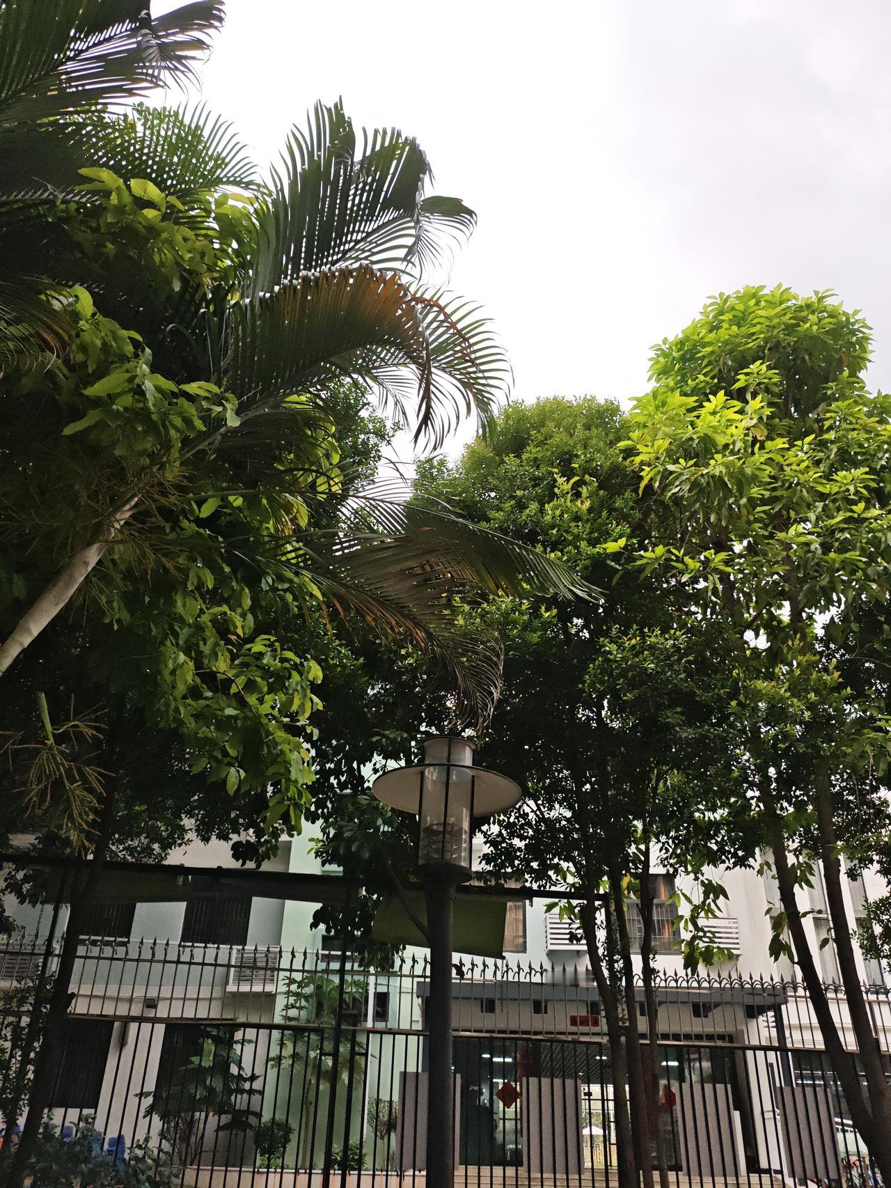 晒出你的本地生活这几天深圳又阴天下雨，去本地公园看看那些绿油油的树叶，真是无比的