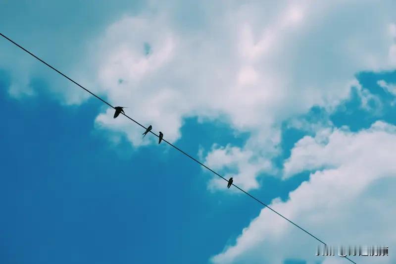 夏日生活打卡季 夏日生活真是让人又爱又恨。这天气热得离谱，感觉自己就像被放进了大