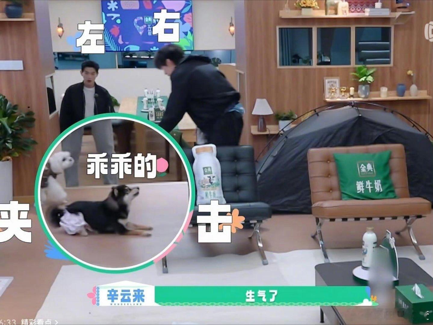 辛云来桃花坞和狗做室友 帐篷挨着狗笼，辛云来的夜间担忧是“别吵到狗”？这抽象又可