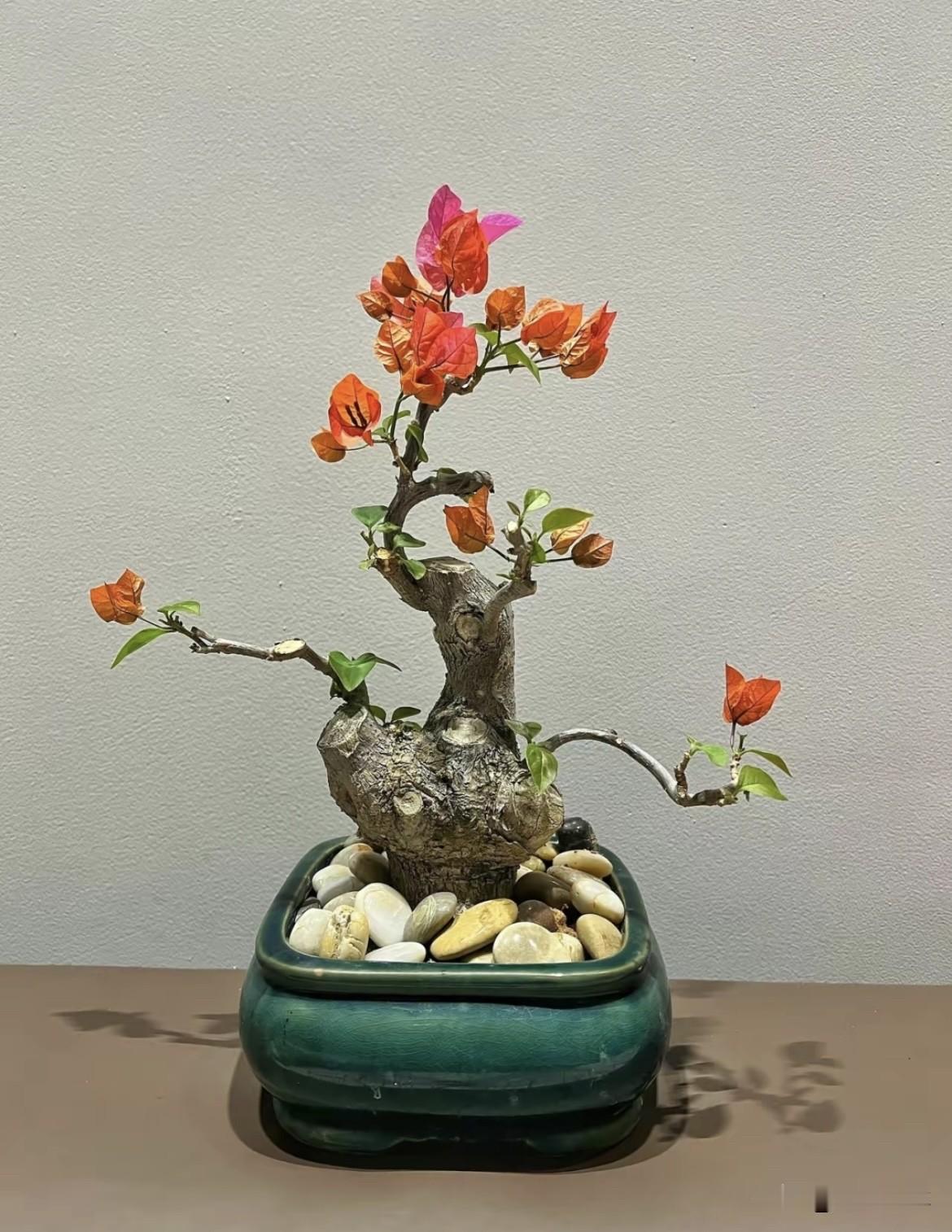 去年秋天在花市看见一棵三角梅
老桩。杆子有小臂粗，歪着长，
上面几个剪过的疤，看