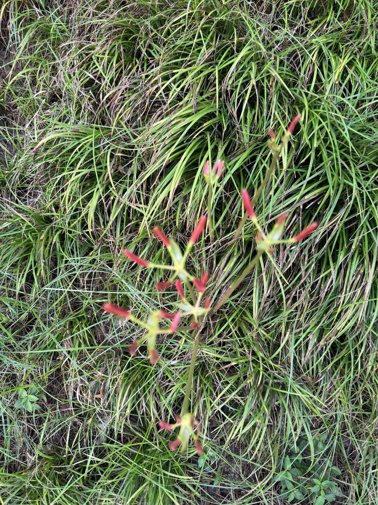 花未全开月未圆这便是最好的状态。花未全开月未圆 哲理