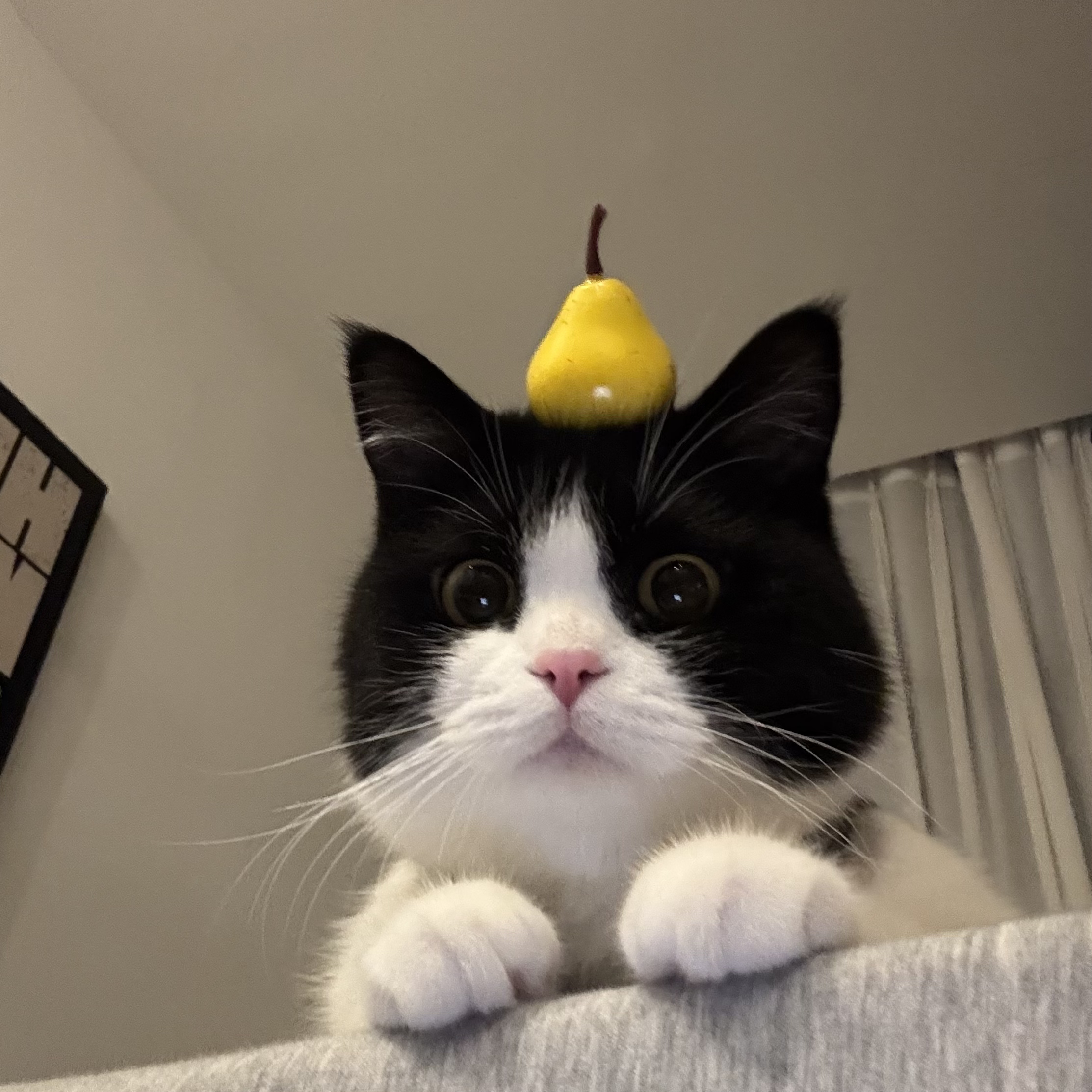 🐾咪有鸭梨 
