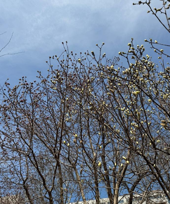 春天这东西，真的还是有魔法的呀。看着枝头冒出的新绿，心里那点纠结好像也被风吹散了