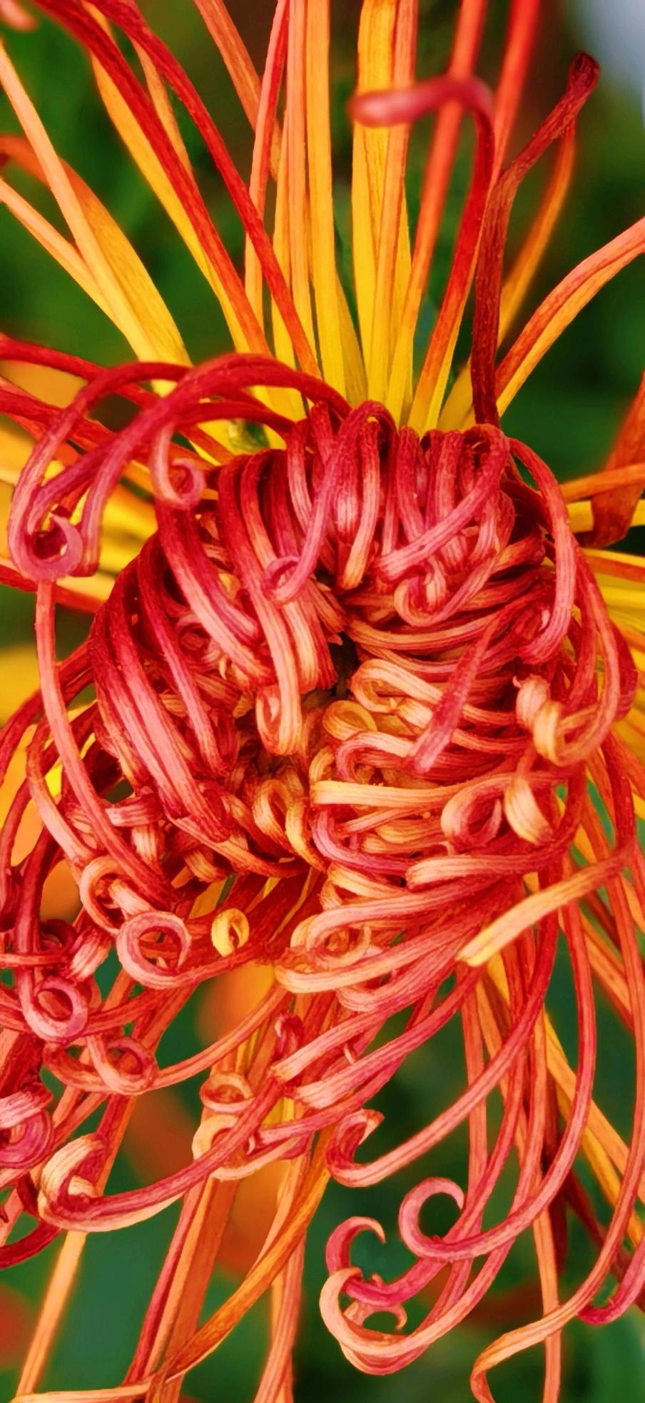 这菊花简直像被秋阳点燃的火焰，橘红与明黄在风中肆意交融，卷曲的花瓣如烫过的丝线，