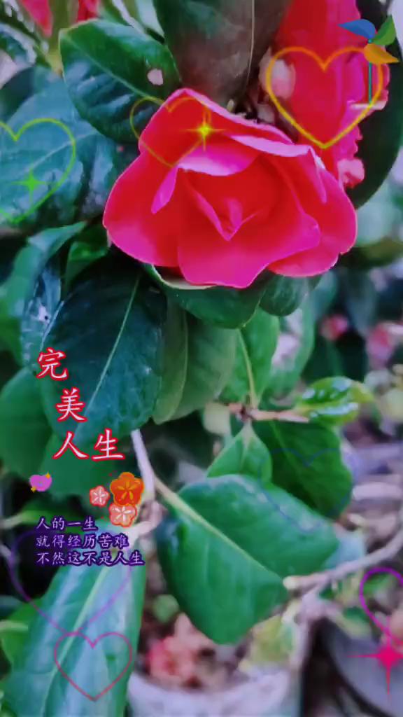 人生。
人的一生就得经历苦难，不然这不是人生。今天是四月四日，事事顺利，好日子。