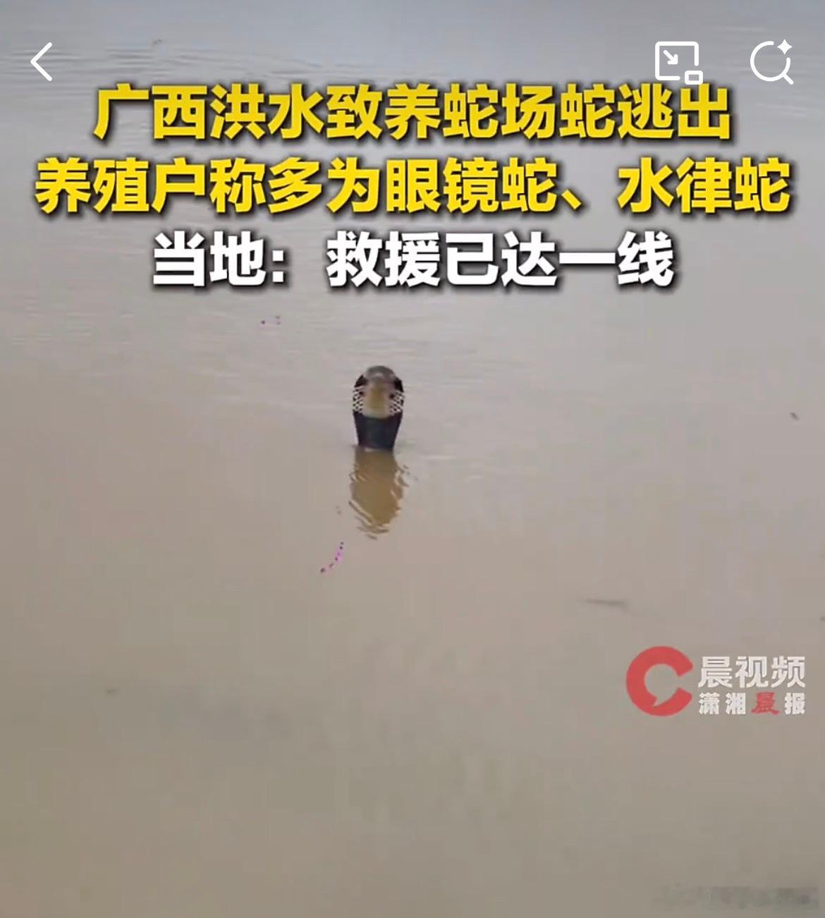 真离了大谱我勒个亲娘啊 看到水面上露这么个头浑身的鸡皮疙瘩一下子就出来了广西 蛇