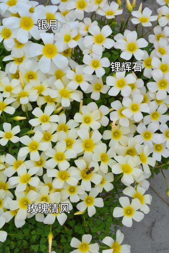 白色系酢浆草（晚花）