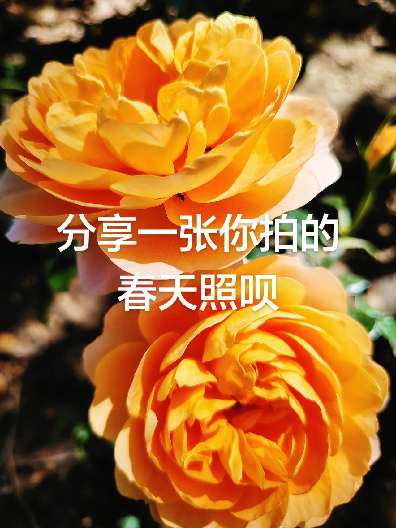 最美月季花