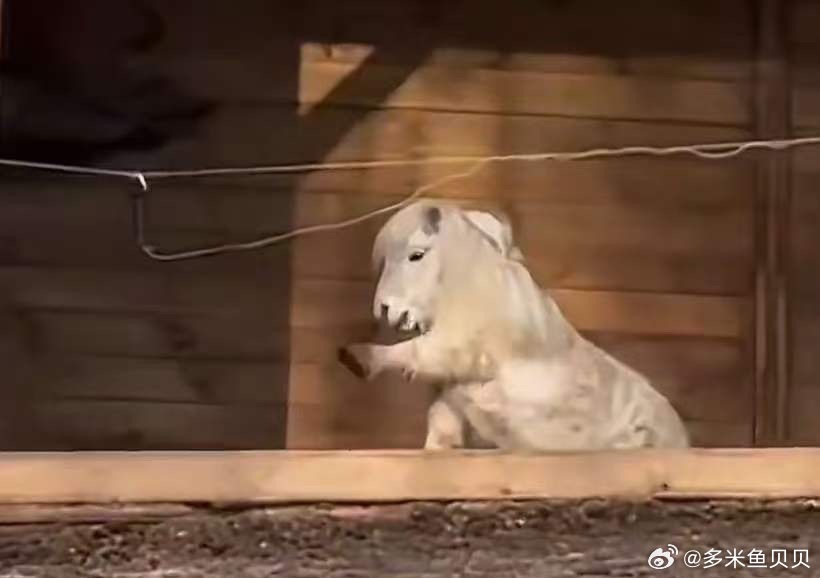 商家称马年矮脚马销量暴涨7成因为看着挺可爱的吧，正好马年日养成本两三块的家庭萌马