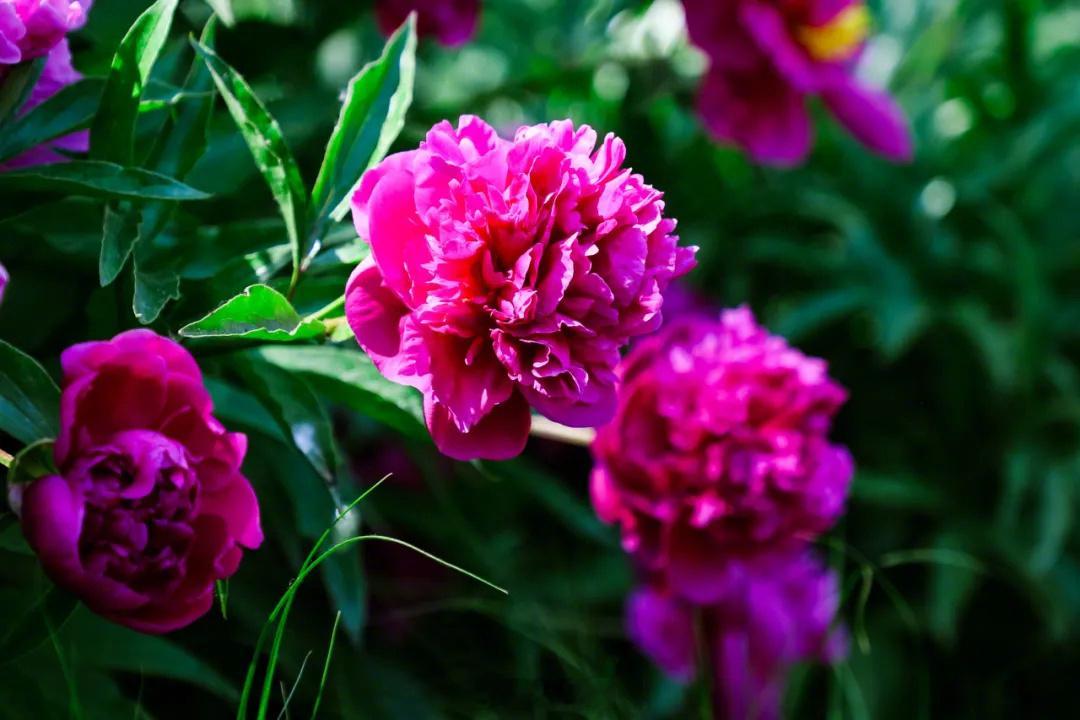 【接~芍药花开祝你好运连连】近日，国家植物园，被称为“五月花神”的芍药悄然盛放↓