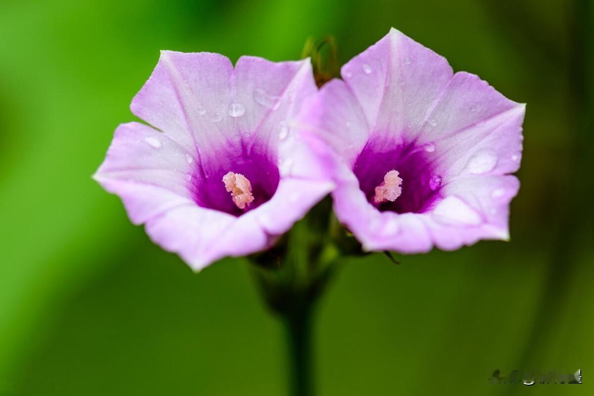 同事：红薯，也能开花？
我：红薯为什么不能开花？开花结果、瓜熟蒂落，不是最正常的