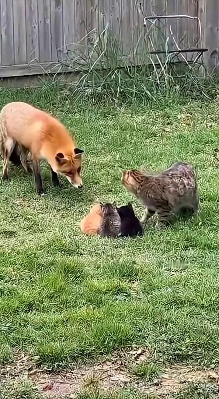 她把那只狐狸打发走了。