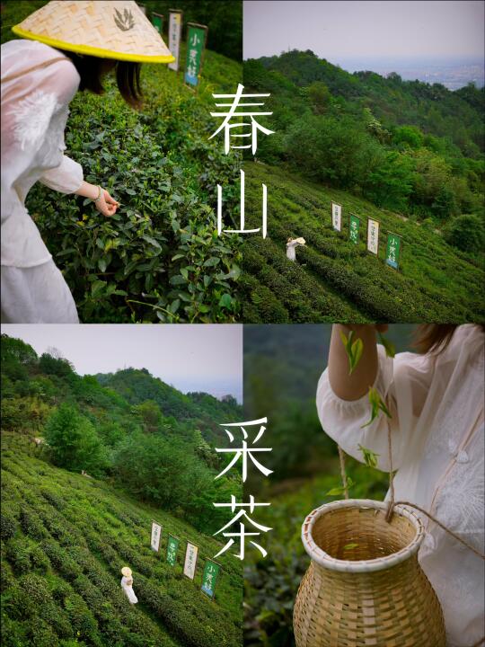 都江堰｜上春山，采茶+挖野菜，住避世民宿