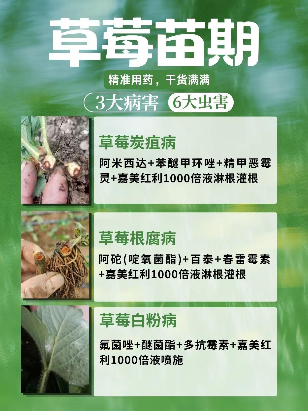 草莓小苗总被病虫侵害？3病6虫实战配方。草莓种植 草莓苗期 病害