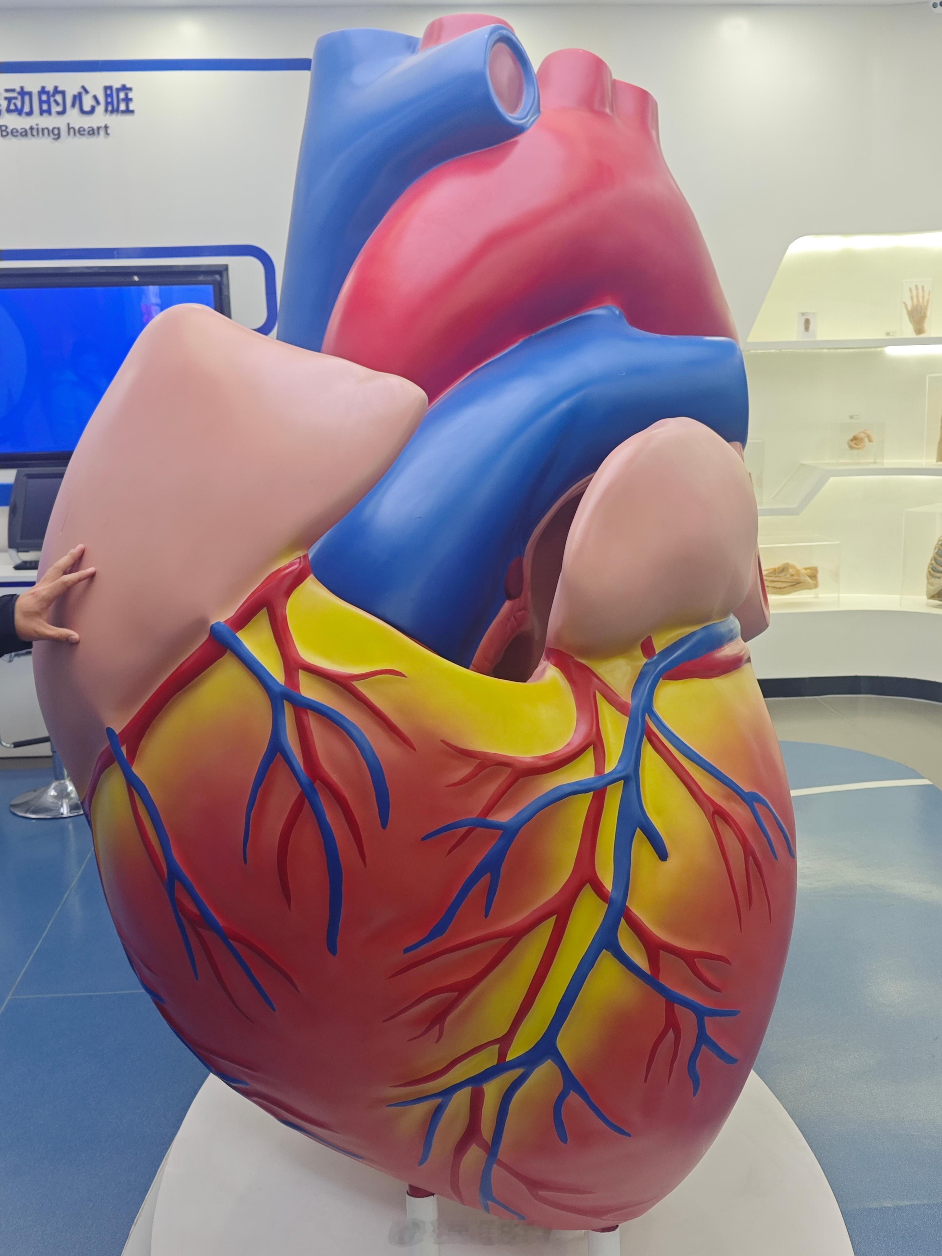 被曝遭前国脚戴琳欠钱球迷已离世网传鲁蜜潘某已与2025年12月15日因肝衰竭抢救